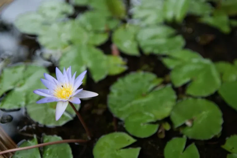A water lily among leaves in the pond at Athreya, for Kapha (earth and water)
