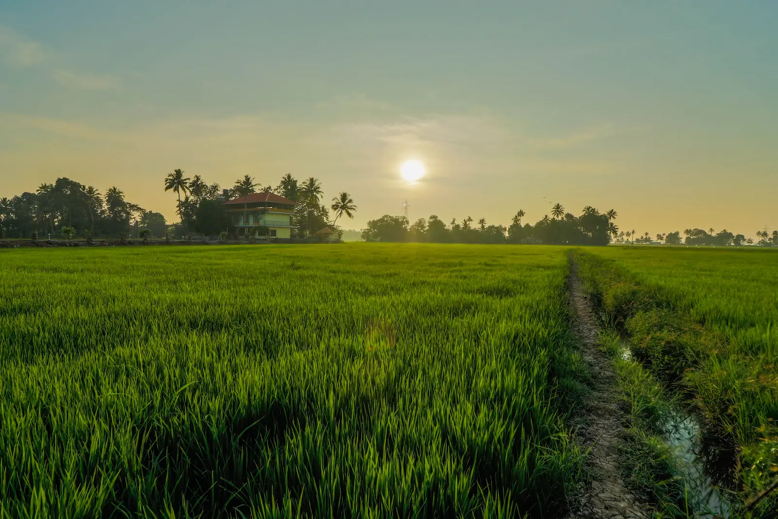 Winter morning over the paddy fields near Athreya, Kottayam