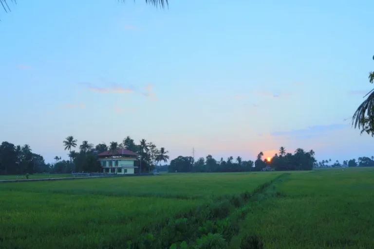 Open sky over the paddy fields beside Athreya at dawn, for Vata (air and space)